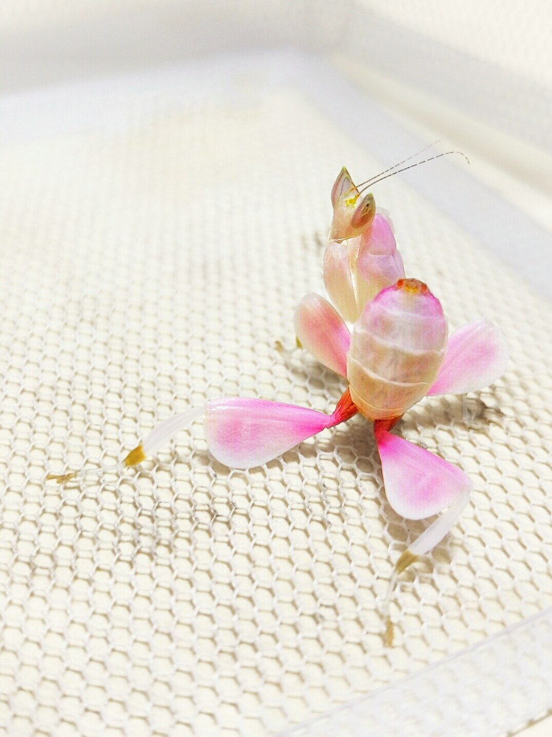 4龄兰花螳雨林缸螳螂活体另类宠物办公饲养动物昆虫创意儿童礼物