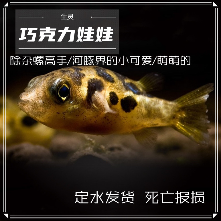 巧克力娃娃鱼河豚活体潜水艇蜗虫克星草缸除螺宠物小型热带观赏鱼