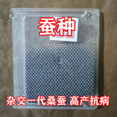 2023春蚕新蚕卵蚕种蚕宝宝蚕种场蚕种家蚕普通白蚕蚕卵3.1万