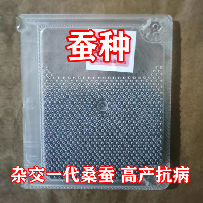 2023春蚕新蚕卵蚕种蚕宝宝蚕种场蚕种家蚕普通白蚕蚕卵3.1万