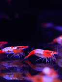 迷你黑壳虾除藻虾活体观赏虾顺丰樱花极火冷水蓝宝石虾草缸工具虾