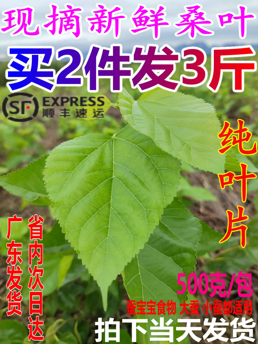 蚕宝宝食物嫩桑芽大肉厚桑树苗盆栽包邮农家桑叶新鲜包邮新鲜桑叶