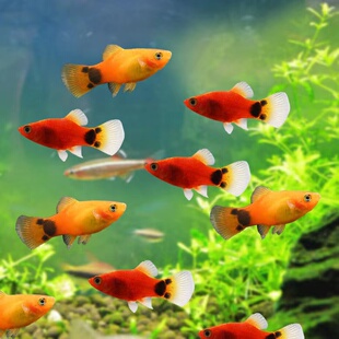 红黄米奇鱼活体小型热带淡水鱼剑尾鱼 鱼苗胎生鱼水族宠物观赏鱼
