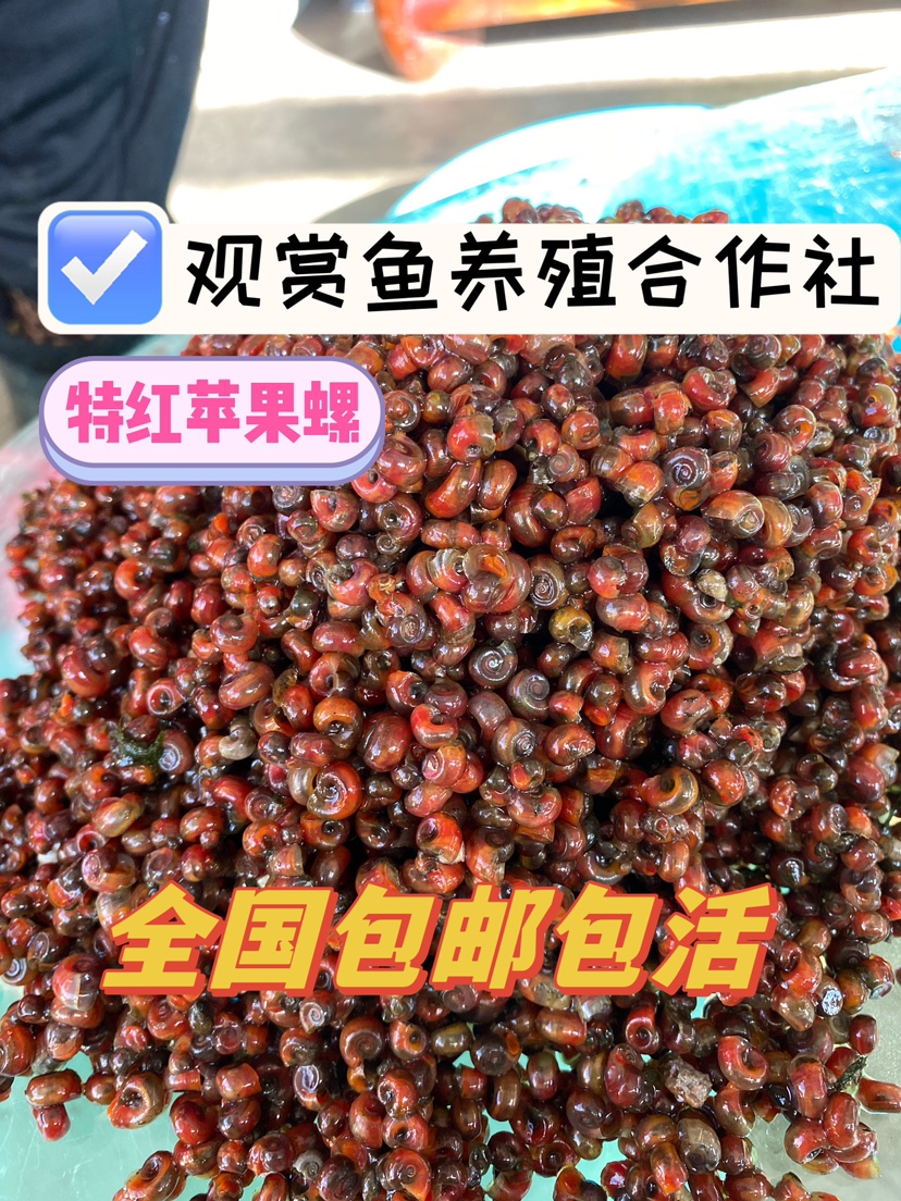 红苹果螺观赏螺黄金螺除藻螺工具螺狗头鱼观赏鱼活体饲料清洁包邮