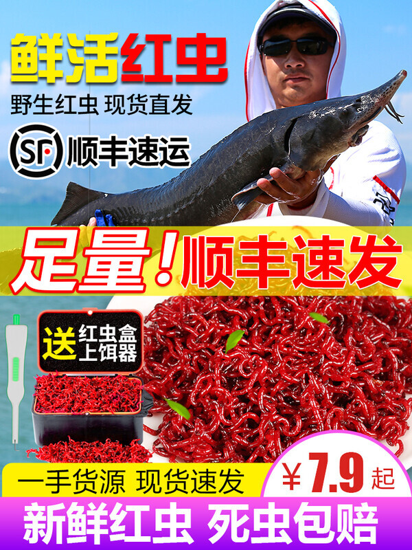 鲜活红虫特大号公虫活体活饵喂鱼饵拉饵鲫鱼野钓饵料钓鱼蚯蚓天津
