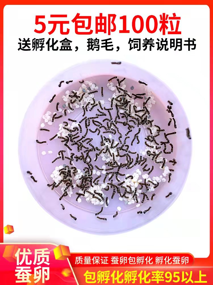 蚕卵蚕宝宝活物学生养蚕套装喂蚕桑叶新鲜500克春蚕籽巨型1龄蚕虫