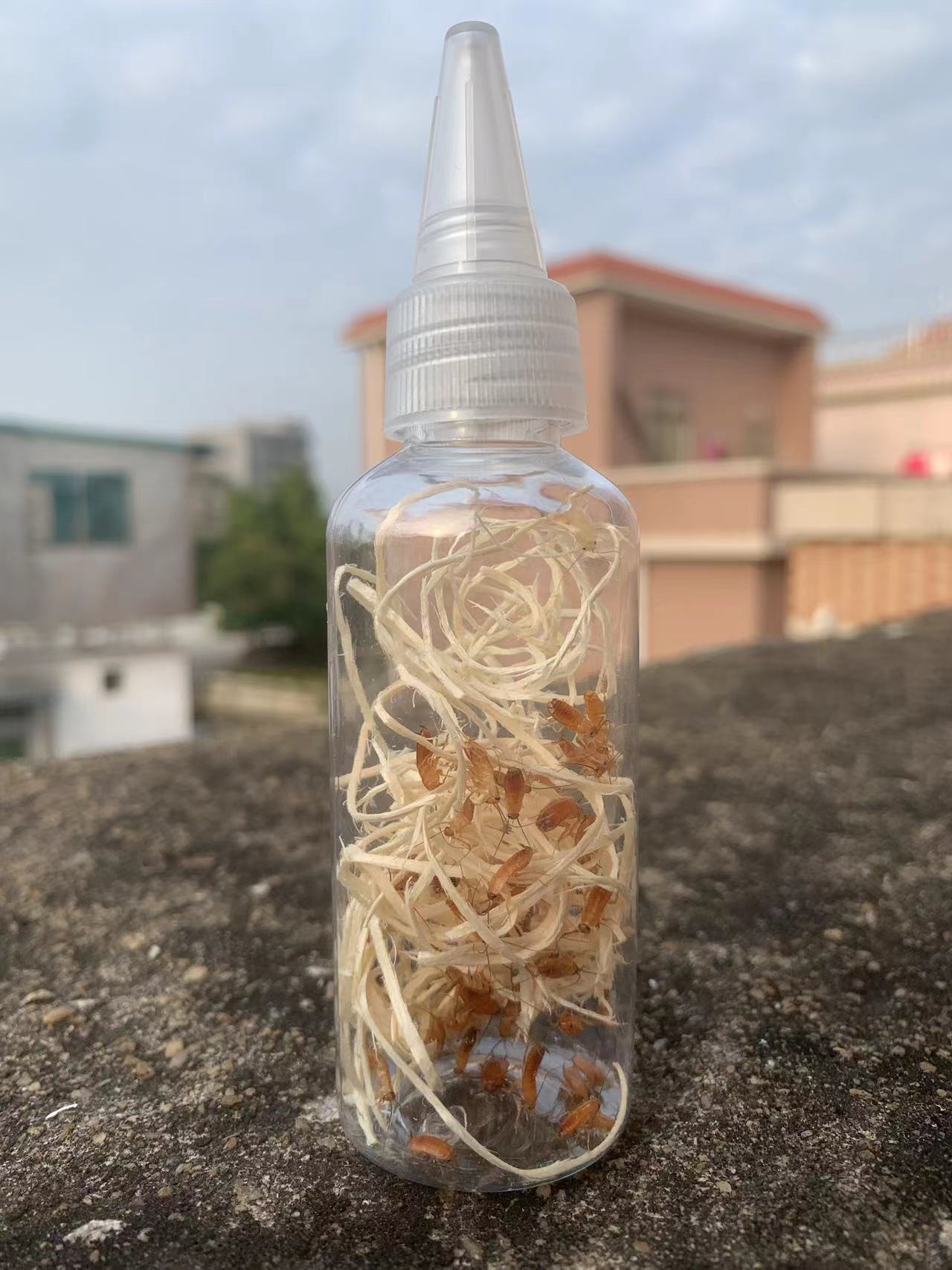 樱桃蟑螂杯瓶装活体罐装樱桃红蟑爬虫/鸣虫食物