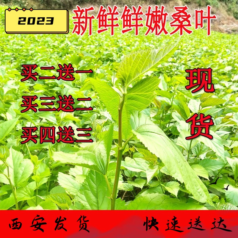 桑叶新鲜小蚕嫩桑叶蚕宝宝饲料桑叶新鲜树苗桑叶养蚕学生套装西安
