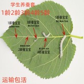 蚕宝宝学生养蚕套装 蚕宝宝活物新鲜桑叶1龄2345龄春蚕蚕宝宝活体