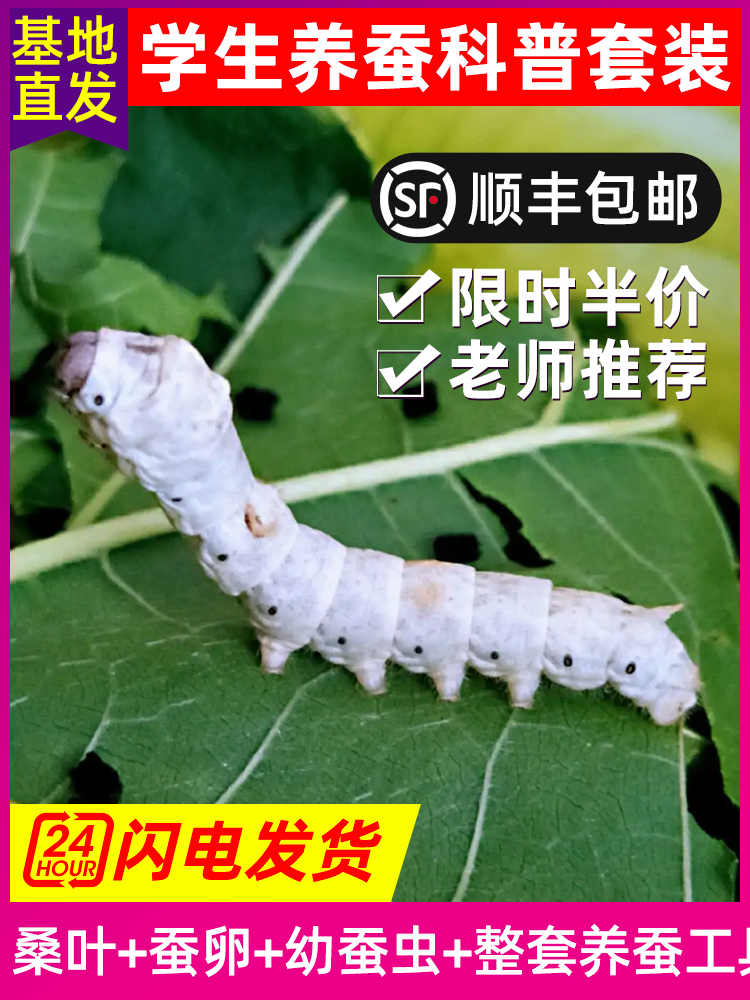蚕宝宝学生养蚕套装嫩桑叶新鲜蚕子蚕卵蚕虫活物春蚕全套工具广东