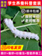 蚕宝宝学生养蚕套装 嫩桑叶新鲜蚕子蚕卵蚕虫活物春蚕全套工具广东