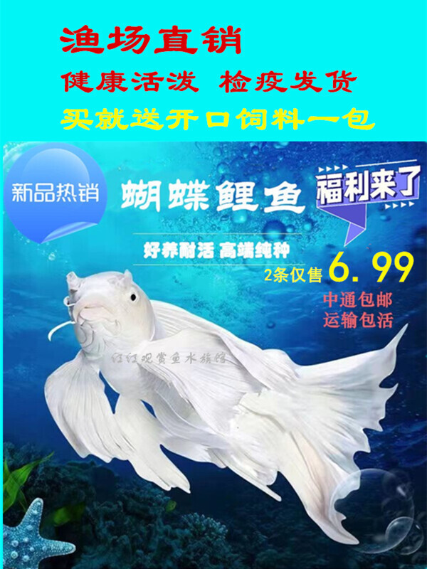 台湾蝴蝶鲤鱼好样耐活淡水冷水观赏鱼发财鱼金鱼锦鲤大尾大鳍活体