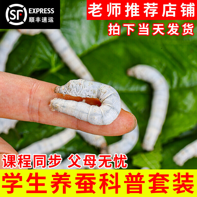 蚕宝宝学生科学养蚕套装活体幼蚕蚕卵观察实验送新鲜桑叶发顺丰