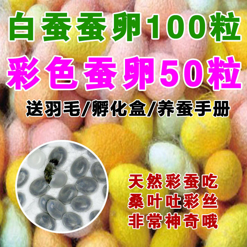 彩色的蚕宝宝二龄七彩蚕卵套装蚕种新鲜桑叶蚕宝宝卵孵化盒四龄活图片