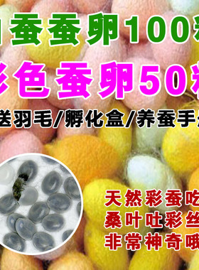 彩色的蚕宝宝二龄七彩蚕卵套装蚕种新鲜桑叶蚕宝宝卵孵化盒四龄活