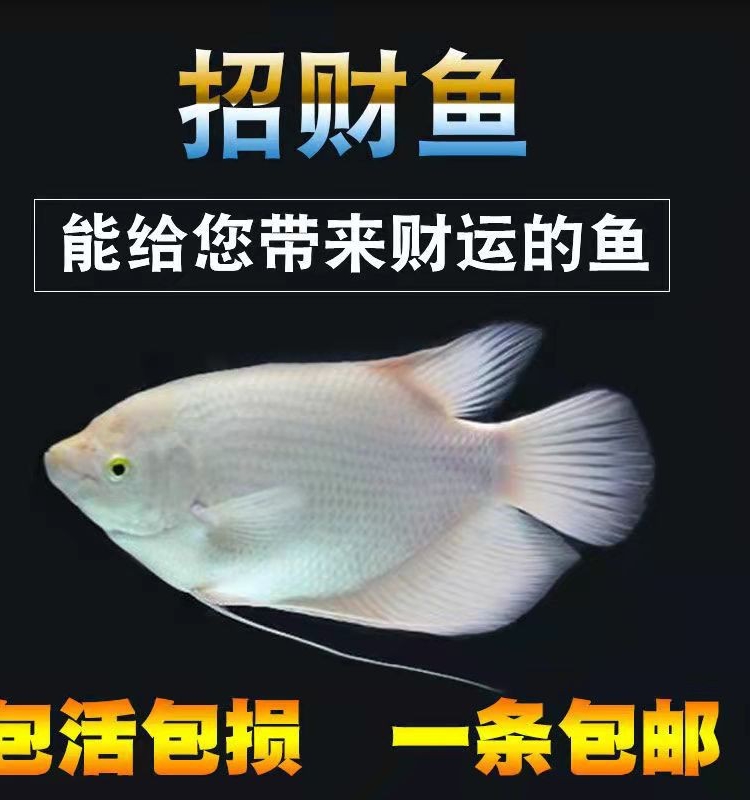 招财鱼战船活体黑眼红眼招财热带观赏鱼大中型风水鱼发财鱼包邮