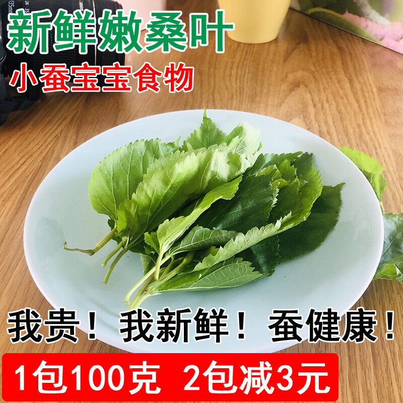 新鲜桑叶纯叶片养蚕宝宝吃食物口粮农家自种无污染现摘当天发货