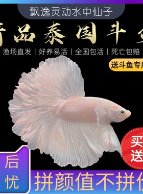 泰国斗鱼狮王半月马尾母鱼活鱼好养观赏鱼活体宠物热带鱼淡水鱼