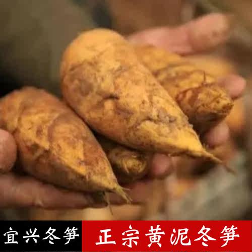 冬笋新鲜现挖野生新鲜