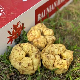 宜兴百合礼盒装新鲜食用药用微苦宜兴土特产精品百合送礼盒