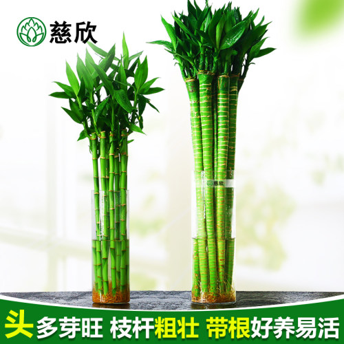粗杆观音竹开运桌面水养富贵竹