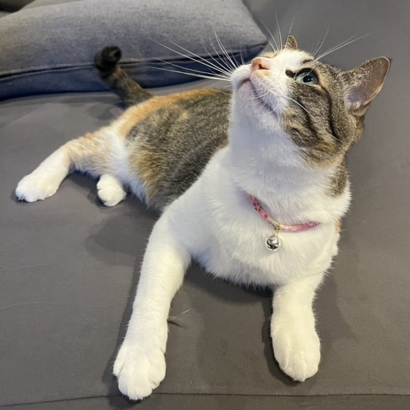 日本手作超轻猫咪项圈 铃铛猫猫幼猫脖子饰品 宠物挂脖 小猫脖圈