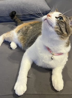 日本手作超轻猫咪项圈