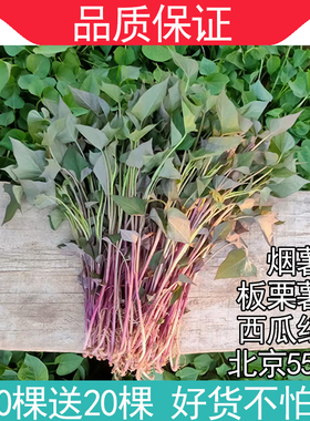 红薯苗秧烟薯25苗北京红553秧板栗薯苗西瓜红卢龙地瓜秧苗番薯苗