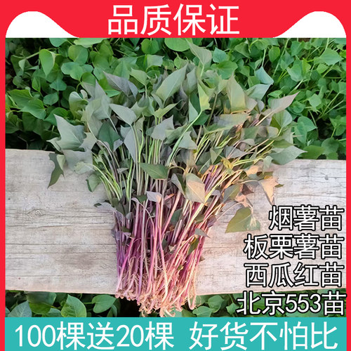 红薯苗秧烟薯25苗北京红553秧板栗薯苗西瓜红卢龙地瓜秧苗番薯苗