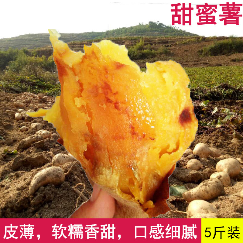 秦皇岛卢龙北京红糖心红薯新鲜黄心地瓜沙地黄壤553农家番薯5斤装