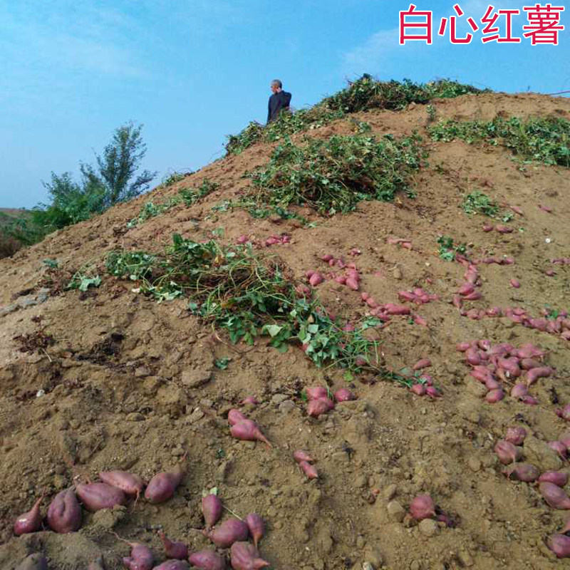红皮白心红薯地瓜新鲜秦皇岛农家自种板栗薯白瓤卢龙沙地5斤装