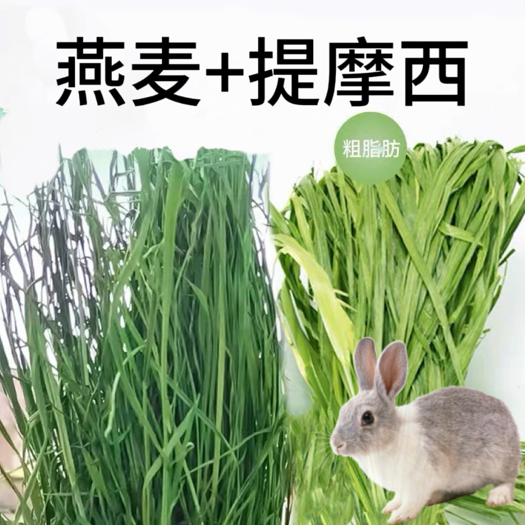 【烘干燕麦草+提摩西草】兔子龙猫荷兰猪牧草辅草磨牙提摩西草