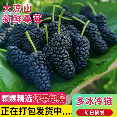 2026新鲜桑葚现摘无沙免洗黑果桑椹孕妇水果泡酒桑果酵素顺丰包邮
