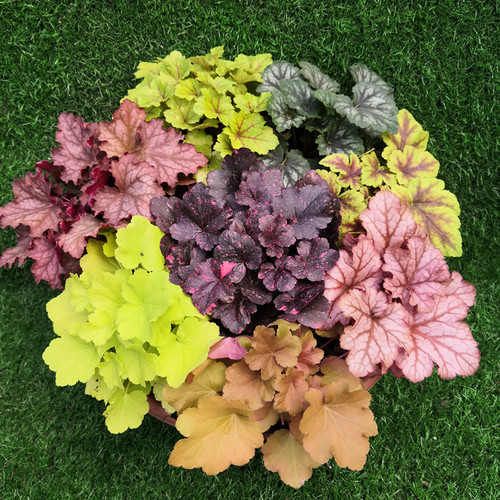 观叶宿根植物别墅绿植