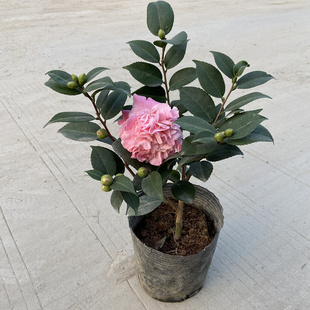 茶花盆栽 茶梅 多年生木本花卉室外耐热耐寒植物庭院花园花镜地栽