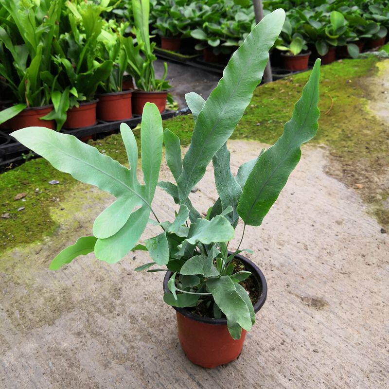 蓝星蕨盆栽绿植室内客厅网红蓝星水龙骨贯纵蕨冠仲蕨观叶植物园艺