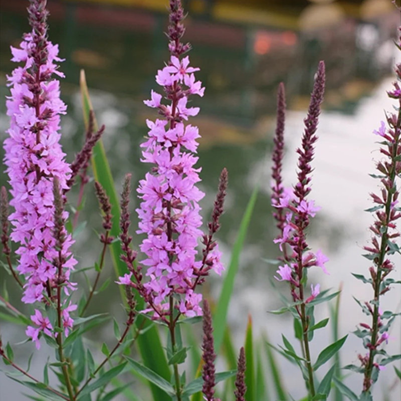 千屈菜多年生草本植物花卉水柳对叶莲喜强光耐寒溪边河岸植物包邮