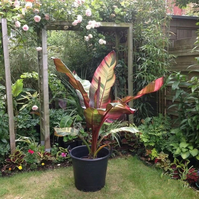 红叶象腿蕉热带风情室内室外观叶植物网红阳台庭院耐热大叶盆栽