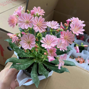 露薇花盆栽带花大苗琉维草多肉植物室内阳台庭院花卉好养耐寒皮实