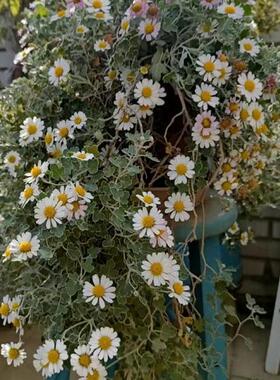 足褶野路菊盆栽阳台庭院地被垂吊多年生耐热耐寒宿根白色花卉