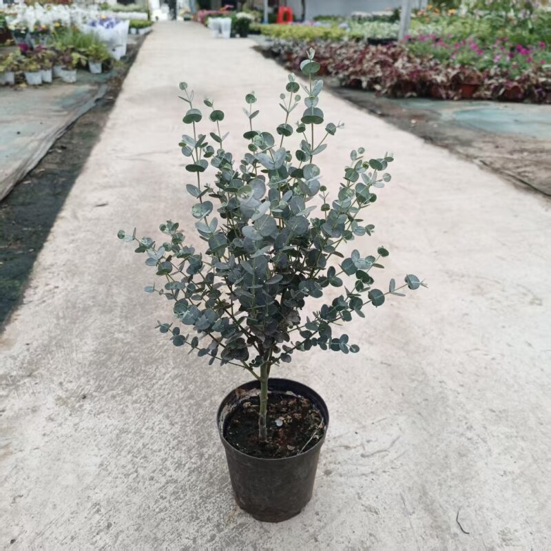 尤加利盆栽植物阳台庭院多年生绿植苹果叶蓝宝贝银水滴室外盆景
