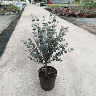尤加利盆栽植物阳台庭院多年生绿植苹果叶蓝宝贝银水滴室外盆景