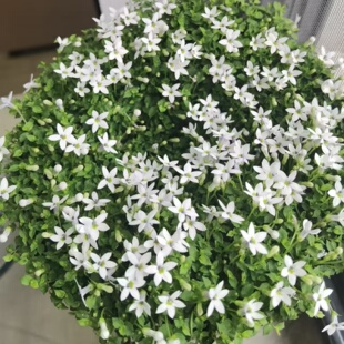 新西兰半边莲盆栽耐热耐寒多年生宿根地被花镜植物好养易成活绿植