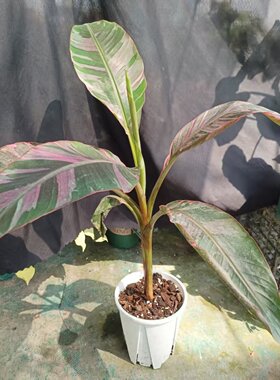 粉锦香蕉芭蕉盆栽彩色叶易养