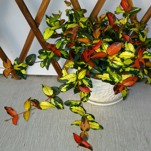 黄金络石花叶露天盆包垂吊植物