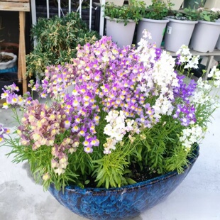 柳穿鱼盆栽花苗阳台庭院时令草本观赏花卉冬季耐寒花期长好养活