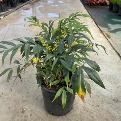 十大功劳盆栽狭叶安平木本多年耐寒耐阴观叶常绿盆景植物花园庭院