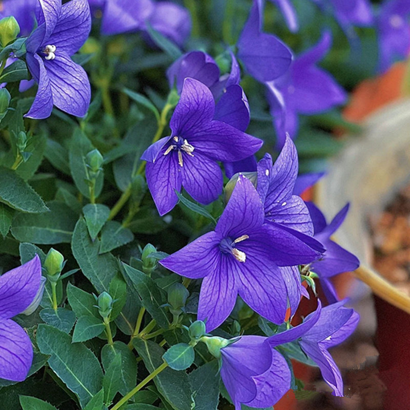 中华桔梗盆栽单瓣桔梗花卉多年阳台庭院耐寒植物花期长蓝色铃铛花