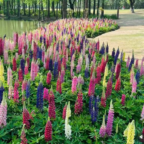 多年生花卉宿根春季耐寒全日照