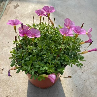 粉白桃之辉酢浆草盆栽花苗室内阳台耐寒易活早花品种细叶紧凑株型